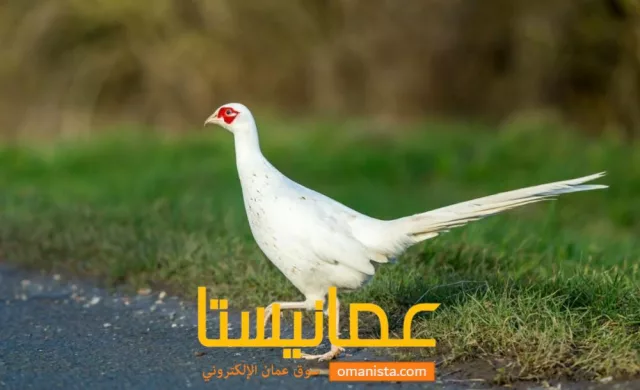 صورة 4
