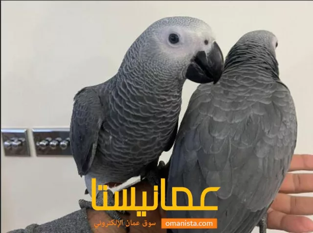 صورة 2