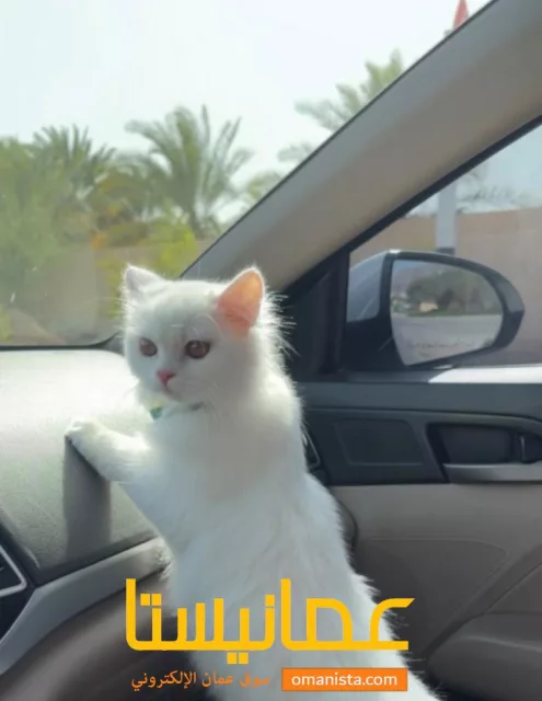 قطة تركش انجورا انثى للبيع