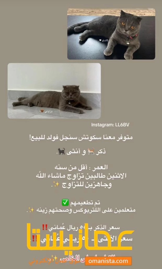 قطط سكوتش فولد