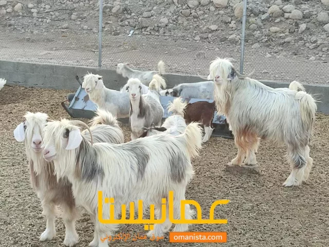 صورة 5