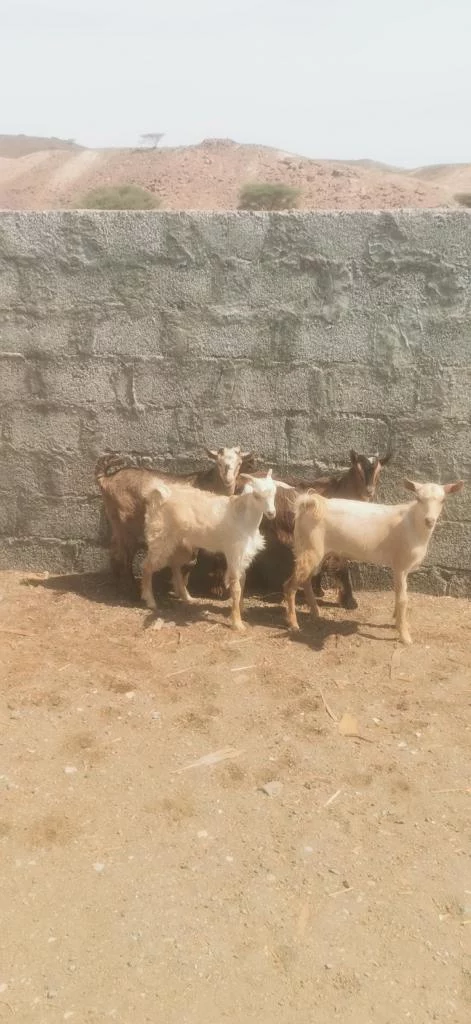 لبيع تيوس