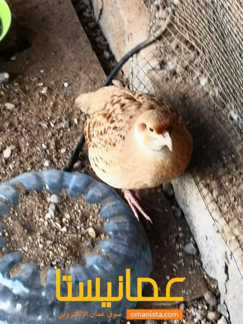صورة 7
