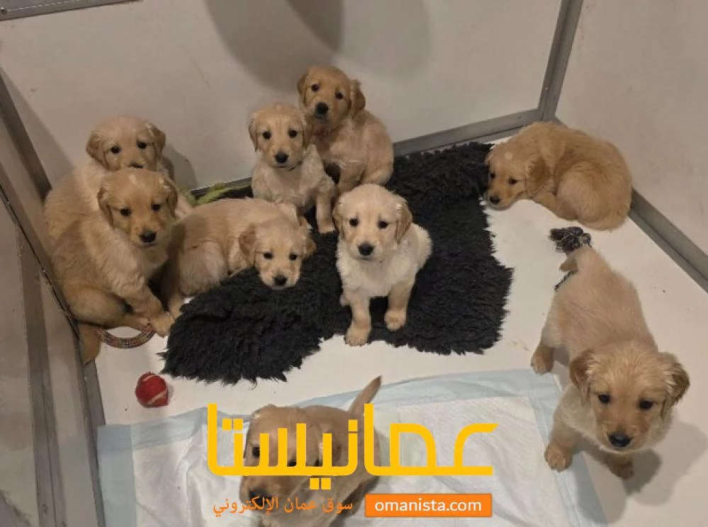 KC Golden Retreiver Puppies