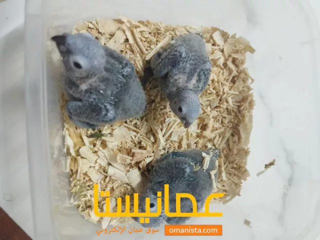 صورة 4