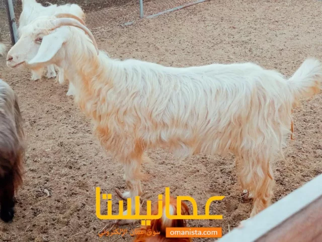 صورة 2