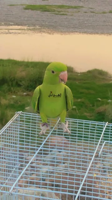 طير دره اليف