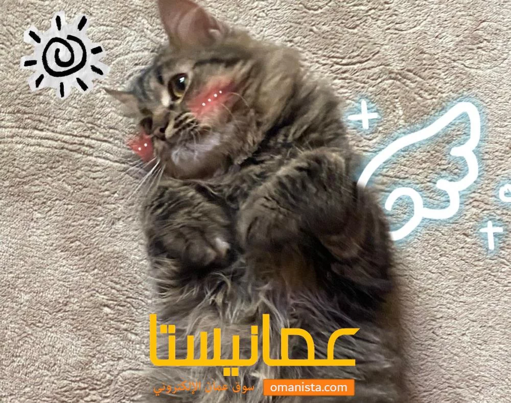 قط شيرازي تابي للبيع