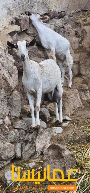 صورة 3