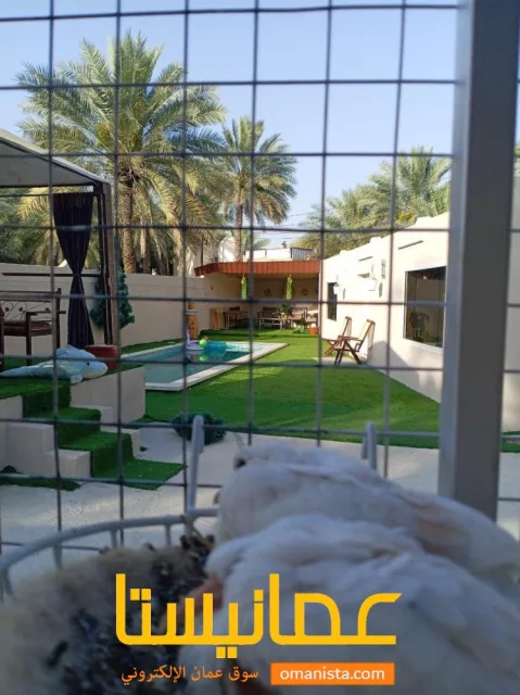 صورة 2