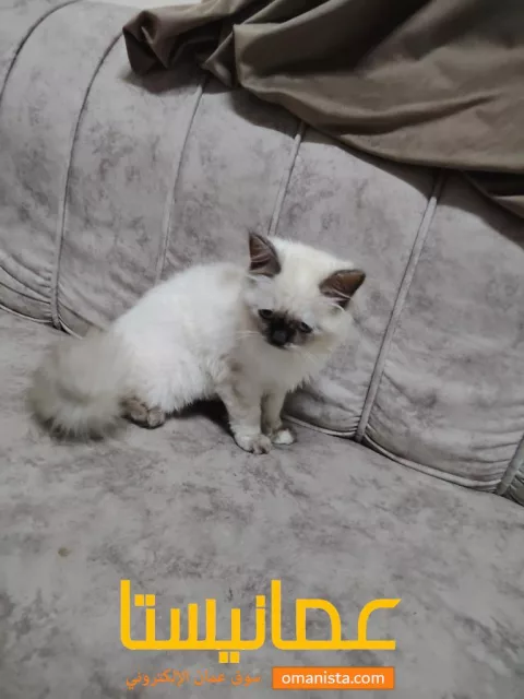 صورة 2