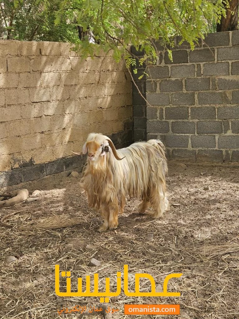 تيس رحبي اصيل من نوع الطيب