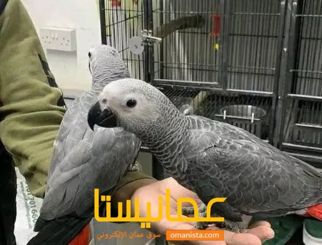 African grey parrots for new home WhatsApp 1 323 570 1105