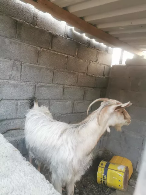 صورة 1