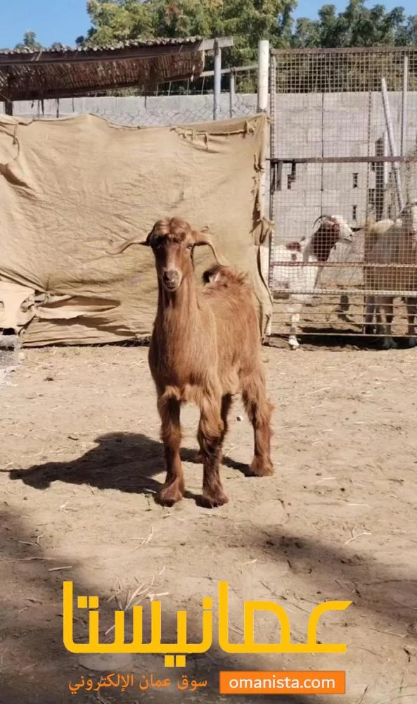 تيوسه مطعومات وسمان ما شاء الله