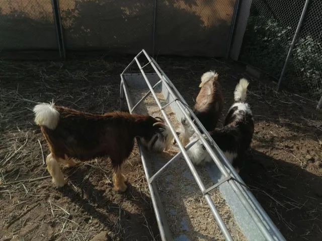 صورة 1