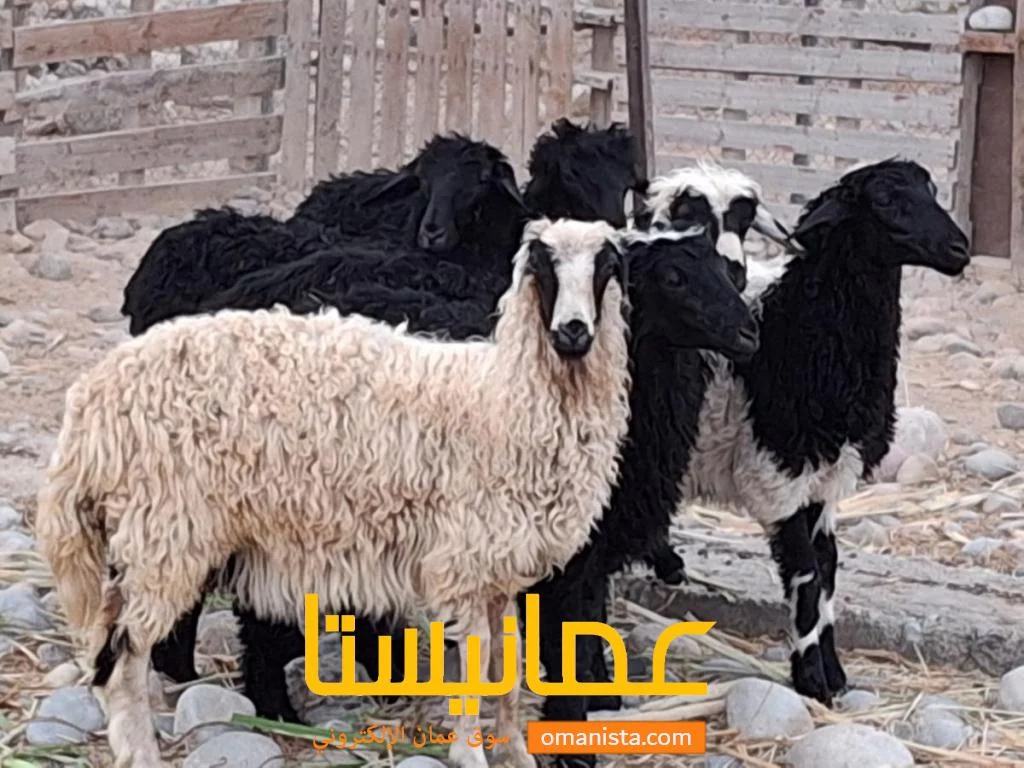 يوجد لدينا أغنام محلي للبيع لتربية او ذبيحه لحم للبيع متوفر جميع