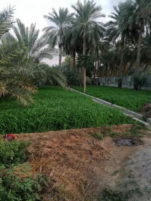 صورة 6