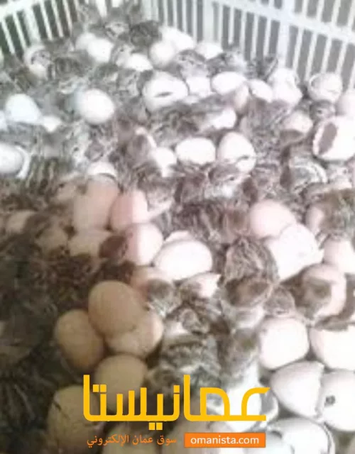 صورة 5