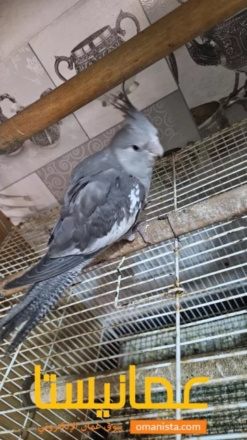 صورة 2