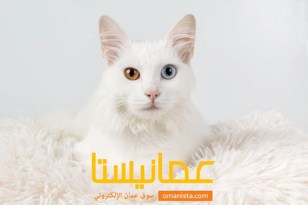 قط شيرازي