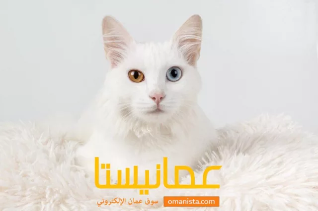 قط شيرازي