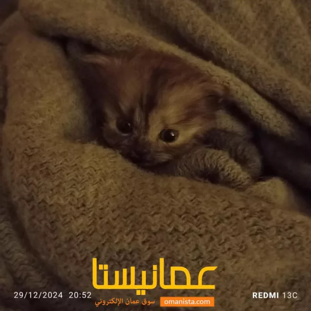 صورة 4