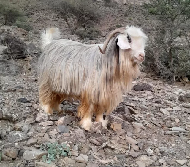 صورة 3
