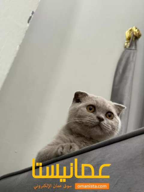 قط سكوتش فولد اصل