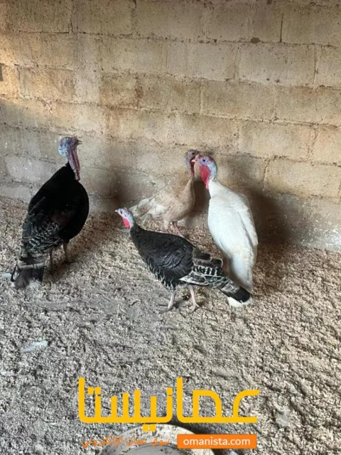 صورة 5