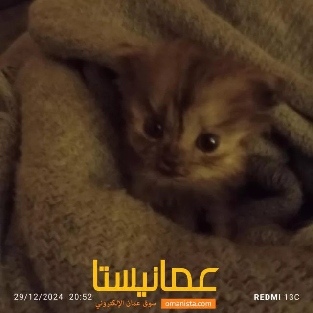 صورة 3