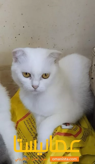 Scottish fold in Salalah 3 cute sisters