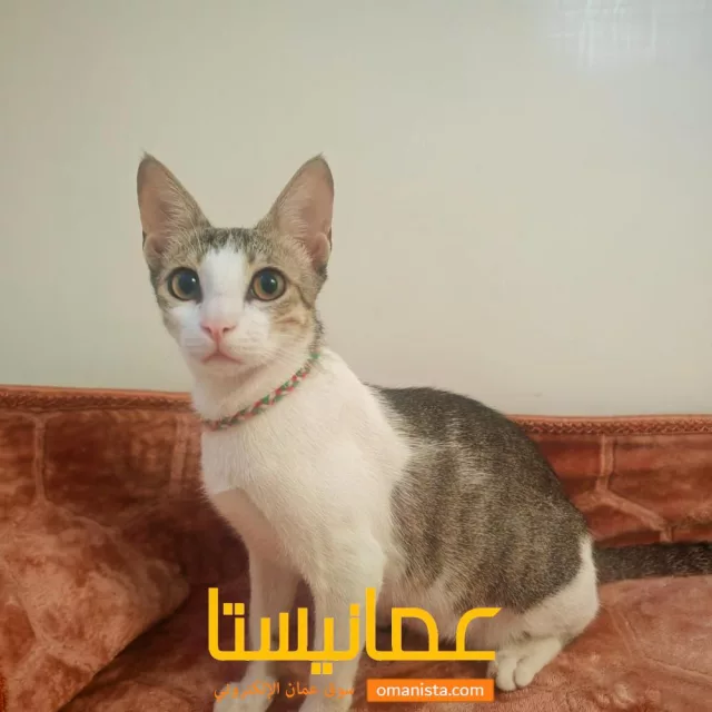 قطة للتبني