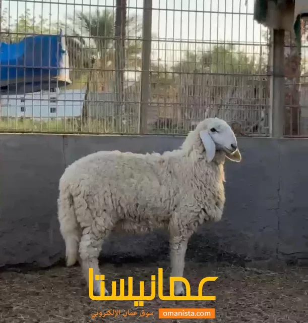 صورة 5