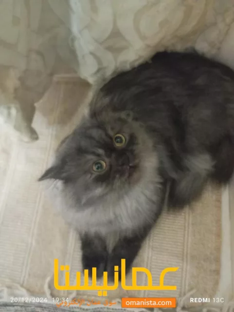 صورة 5