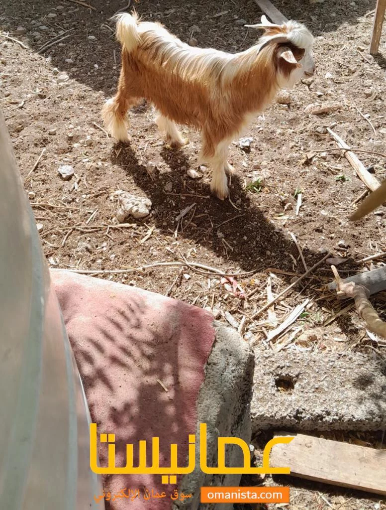 تيس رحبي