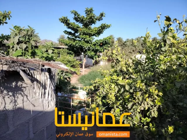 صورة 7