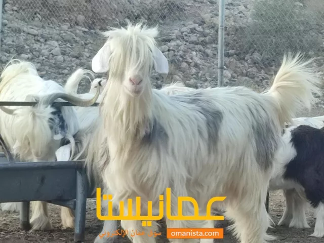 صورة 3