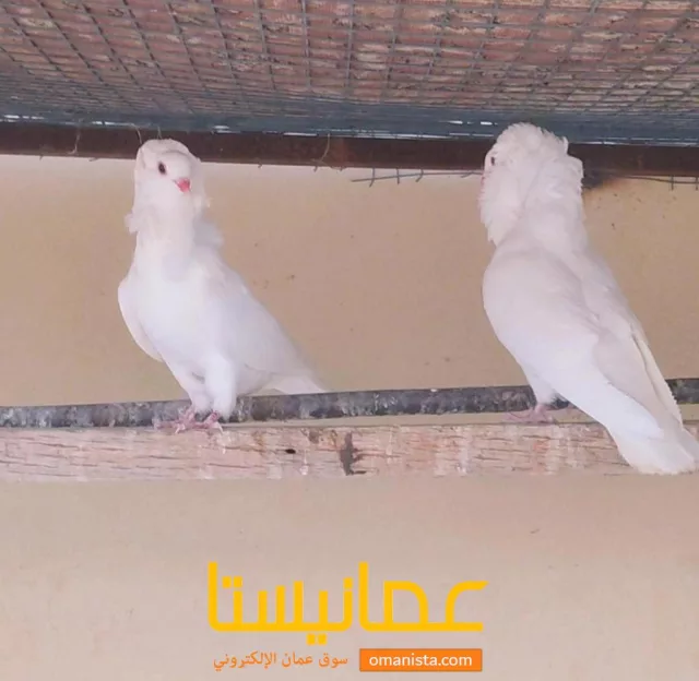 صورة 3