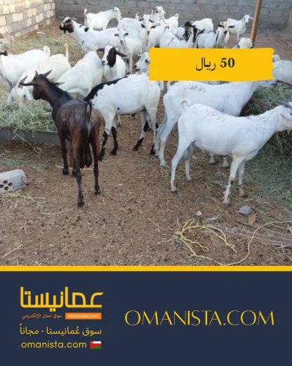 صورة 9