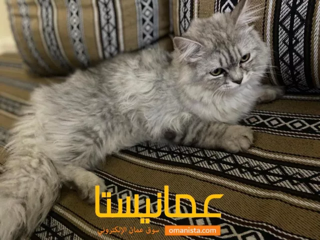 صورة 2