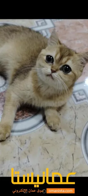 صورة 2