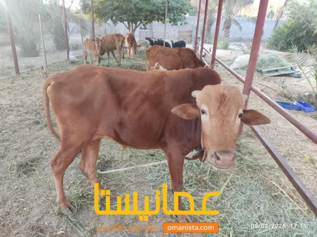 صورة 3