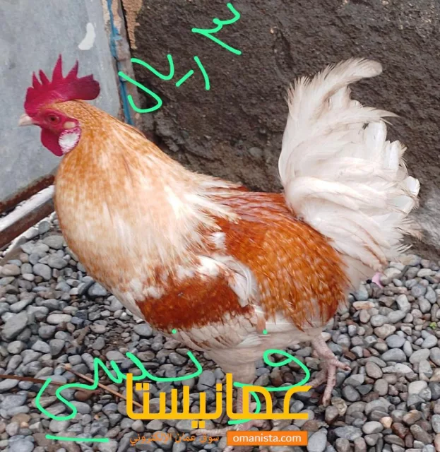 صورة 3