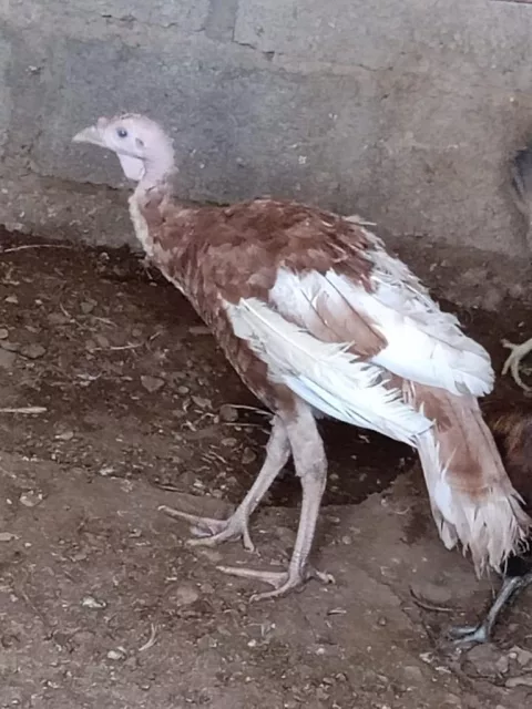 صورة 2