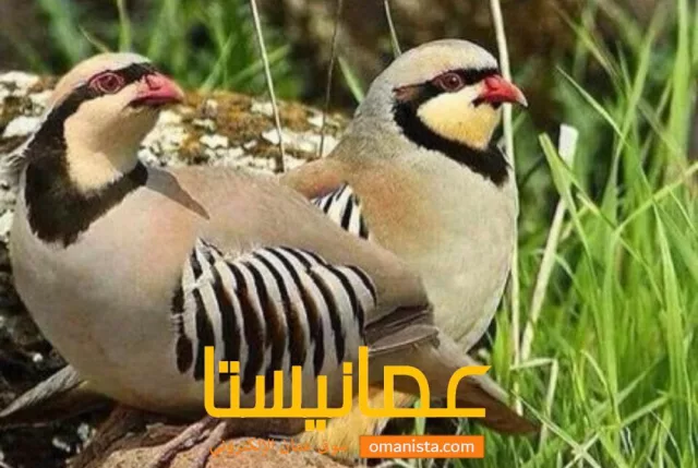 صورة 2