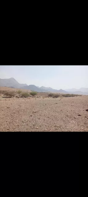 صورة 3