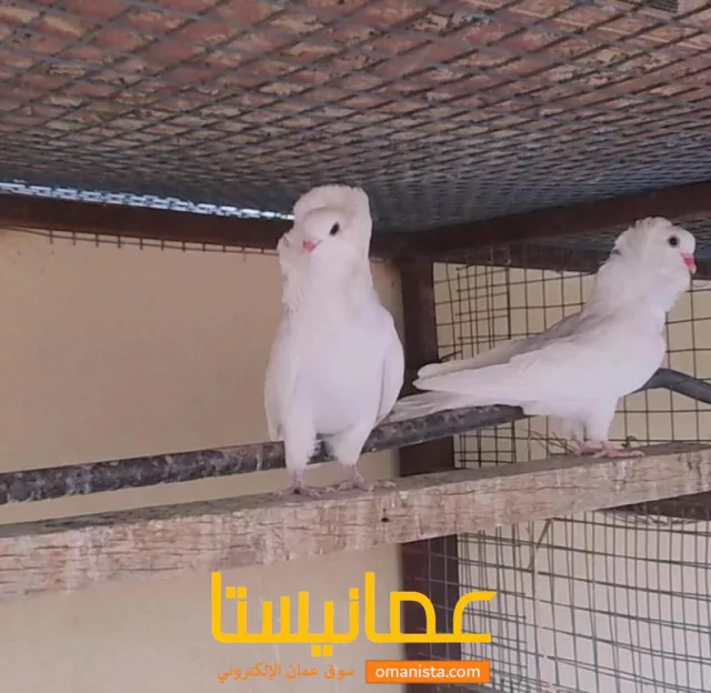 صورة 2