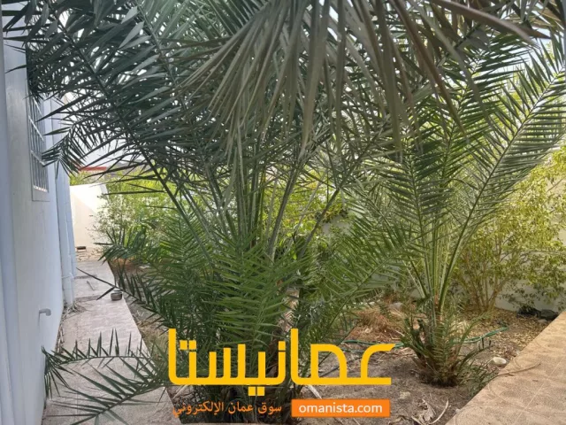 صورة 2