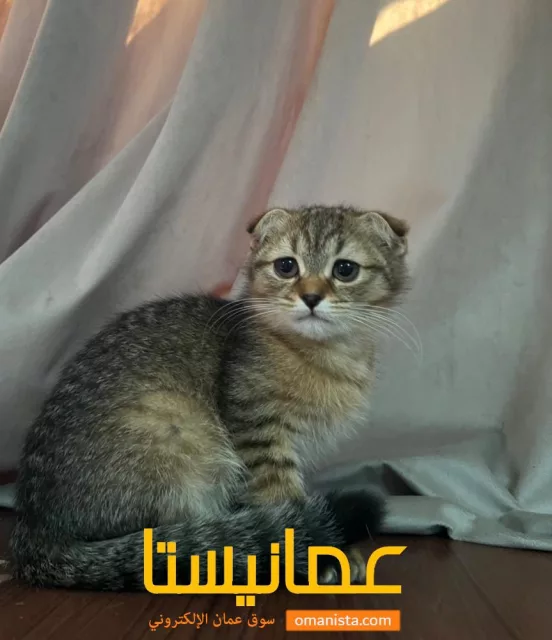 صورة 8